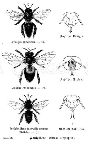 Honigbiene: Königin