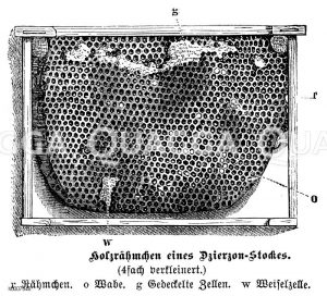 Honigbiene: Bienenwabe