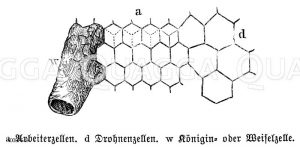 Honigbiene: Wabe Zeichnung/Illustration