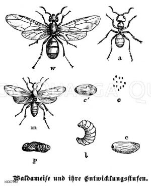 Waldameise Zeichnung/Illustration
