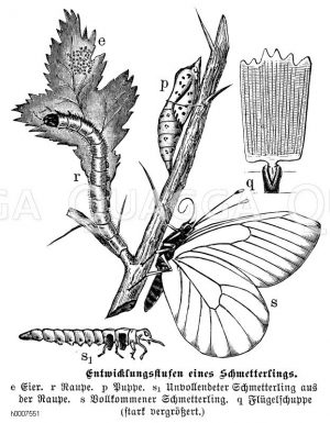 Schmetterling: Entwicklungsstufen Zeichnung/Illustration