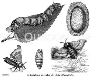 Seidenspinner Zeichnung/Illustration