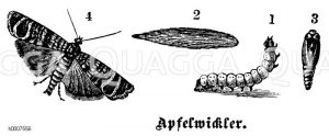 Apfelwickler Zeichnung/Illustration