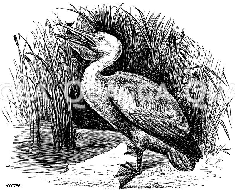 Krausköpfiger Pelikan Zeichnung/Illustration