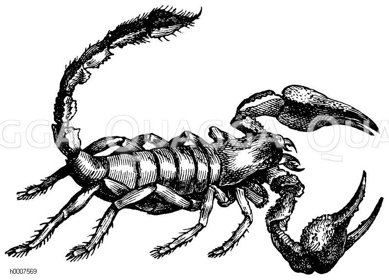 Afrikanischer Skorpion Zeichnung/Illustration