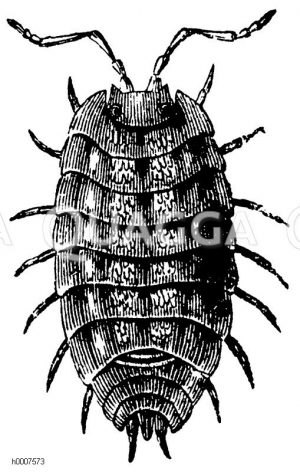 Mauerassel Zeichnung/Illustration