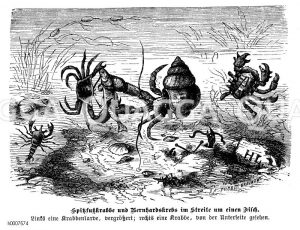 Spitzfußkrabbe