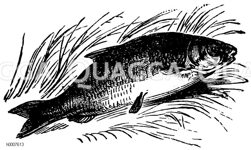 Plötze Zeichnung/Illustration