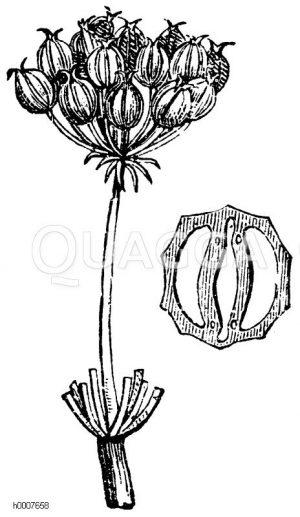 Koriander Zeichnung/Illustration