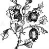 Stachelbeere Zeichnung/Illustration