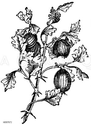 Grossulariaceae - Stachelbeergewächse