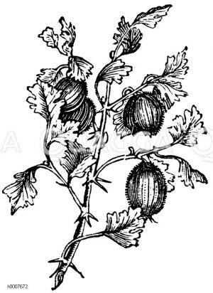 Stachelbeere Zeichnung/Illustration