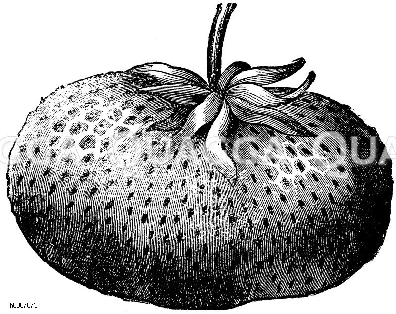 Ananas-Erdbeere - Quagga Illustrations