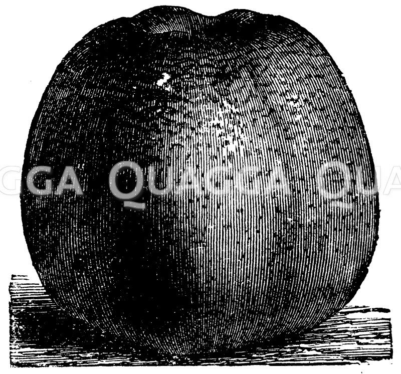Apfel