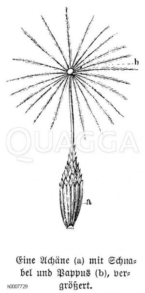 Löwenzahn: Achäne Zeichnung/Illustration
