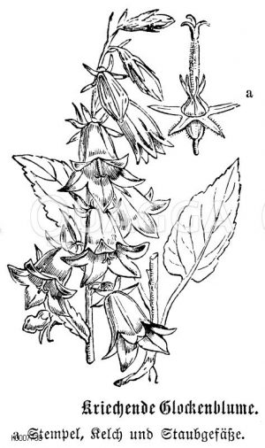 Kriechende Glockenblume Zeichnung/Illustration