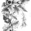 Schwarzes Bilsenkraut Zeichnung/Illustration
