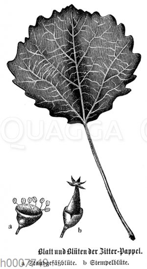 Zitterpappel: Blatt und Blüten [Digital]