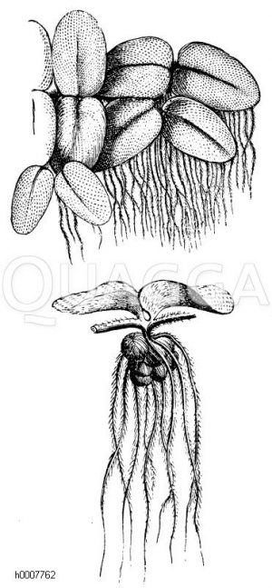 Schwimmsalvinie Zeichnung/Illustration