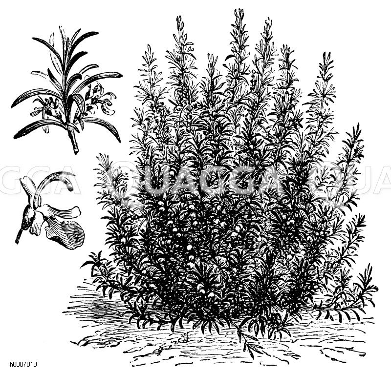 Rosmarin Zeichnung/Illustration