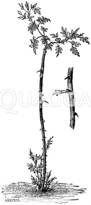 Veredelter Rosenwildling Zeichnung/Illustration