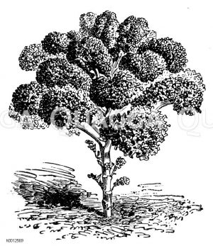 Mittelhoher feingekrauster Blätterkohl Zeichnung/Illustration