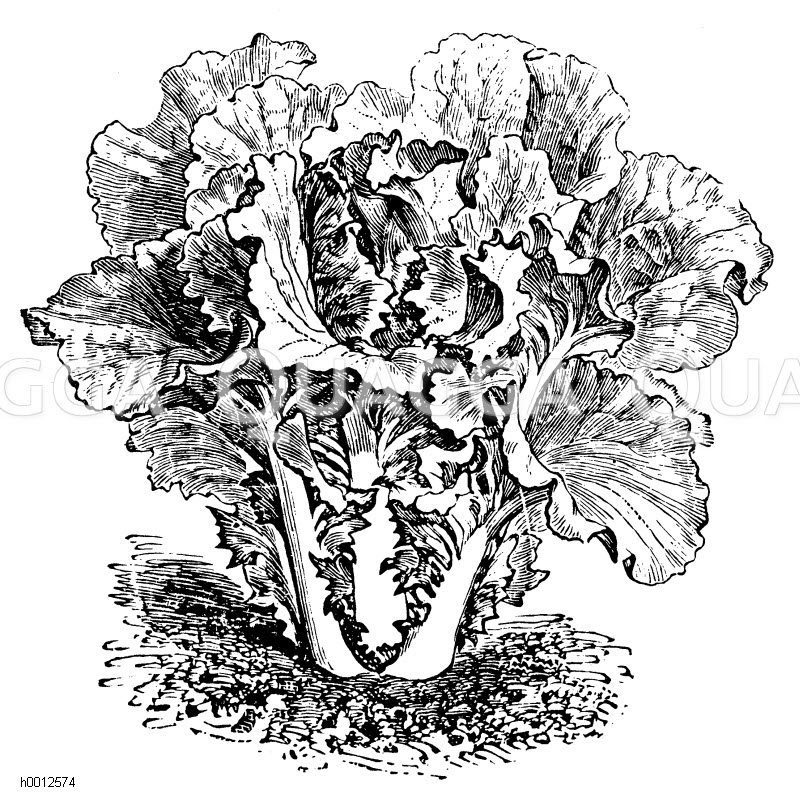 Chinesischer Kohl (Betsai) Zeichnung/Illustration