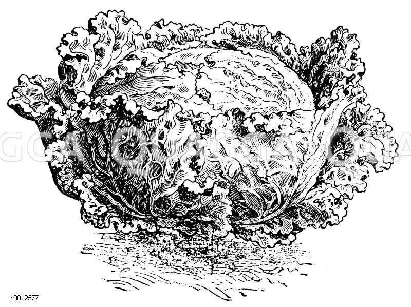 Schweinfurter Weißkraut Zeichnung/Illustration