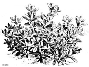 Portulacaceae - Portulakgewächse
