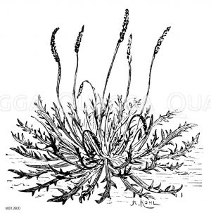 Hirschhorn-Salat Zeichnung/Illustration
