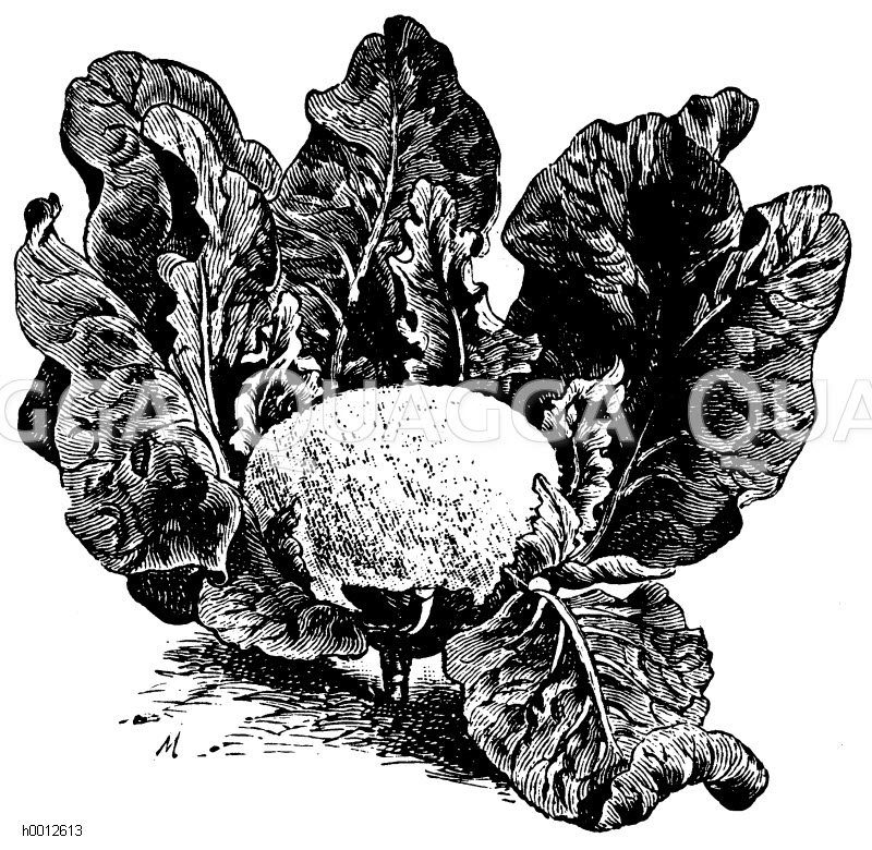 Erfurter Zwerg-Blumenkohl Zeichnung/Illustration