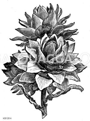 Blütenköpfe der Artischocke Zeichnung/Illustration