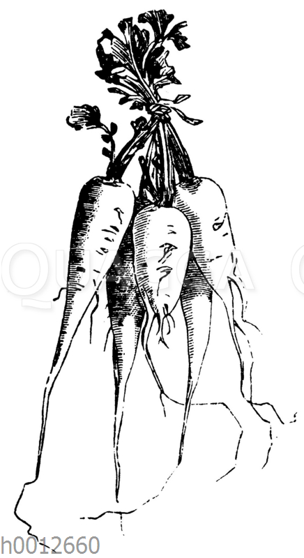 Teltower Rübchen - Quagga Illustrations