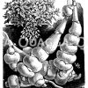 Knollenziest Zeichnung/Illustration