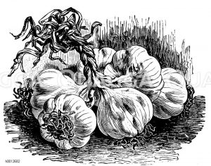 Knoblauch Zeichnung/Illustration