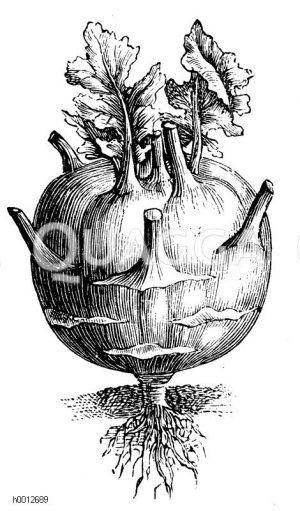 Riesenkohlrabi Zeichnung/Illustration