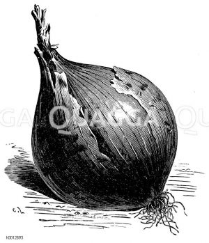 Madeirazwiebel Zeichnung/Illustration