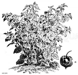 Blasenkirsche: a) Frucht Zeichnung/Illustration
