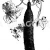 Gurke: Rollisons Telegraph Zeichnung/Illustration