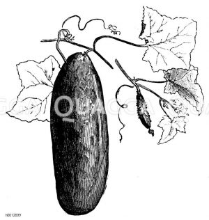 Gurke: Cornichon Zeichnung/Illustration