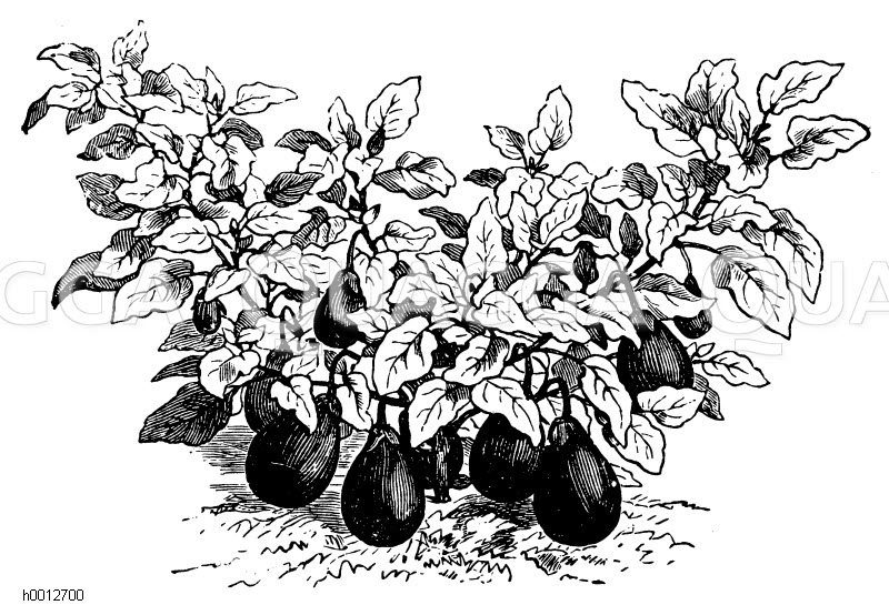 Aubergine