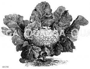 Frankfurter Riesenblumenkohl Zeichnung/Illustration