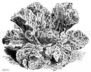 Blauer (geschlossener) Broccoli Zeichnung/Illustration