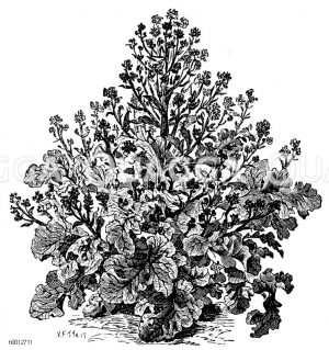 Blauer Sprossen-Broccoli Zeichnung/Illustration