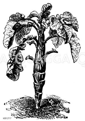 Brassicaceae - Kreuzblütlergewächse