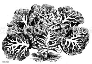 Rippenkohl Zeichnung/Illustration
