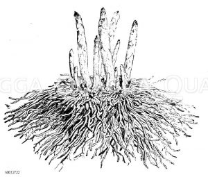 Mehrjährige Spargelpflanze Zeichnung/Illustration