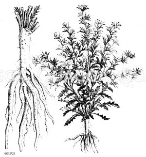 Goldwurzel Zeichnung/Illustration