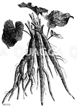 Klettenwurzel Zeichnung/Illustration