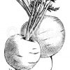 Pariser Treibkarotte (nahezu in Naturgröße) Zeichnung/Illustration